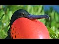 Bizarre Mating Ritual Of The Frigatebird Wild Caribbean BBC Earth