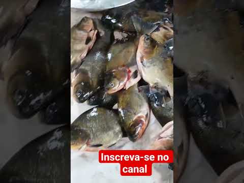 Peixes amazônicos da cidade de Anamã Amazonas... #pesca  #youtube #peixesamazonicos
