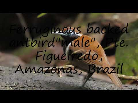 How to pronounce Ferruginous backed antbird"male", Pte. Figueiredo, Amazonas, Brazil in English?