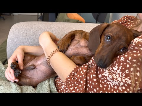 Mini dachshund goes to the pet shop for a holiday treat!