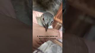 Download lagu PEMULA HARUS TAHU ! CIRI BURUNG PELANDUK SEMAK KELAMIN JANTAN #kicaumania  #pelanduksemak #burung mp3