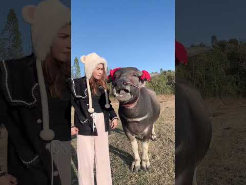 มุขเงินเด็กดื้อ #funny #baffalo #comedy #น้องควายฉลาดแสนรู้ #dcrfarm #farming #viralvideo