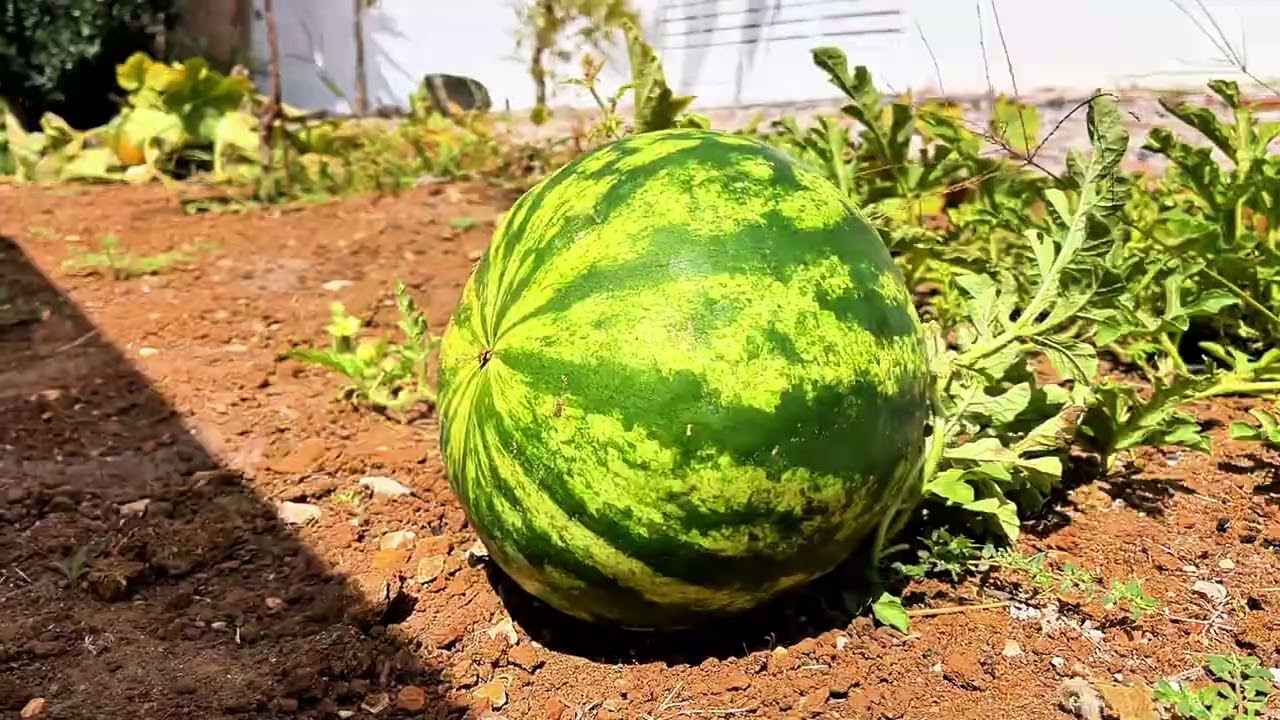 Vídeo do imóvel