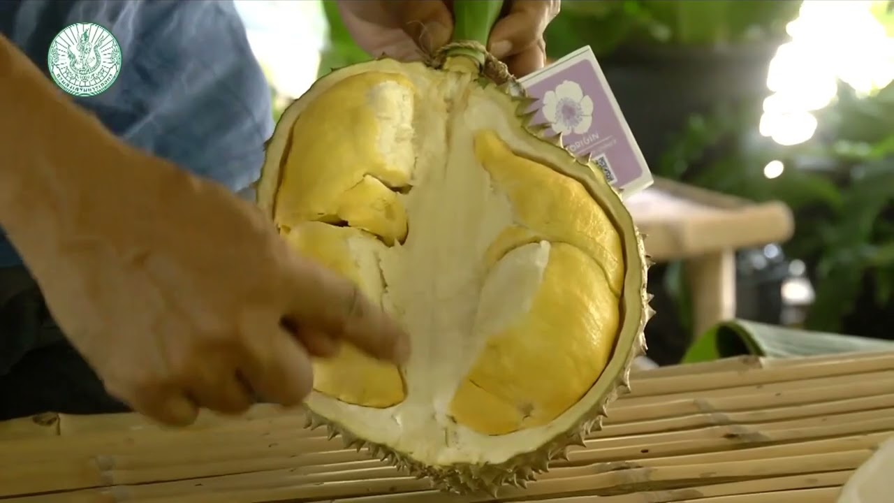 ทุเรียน จ.นนทบุรี อีกหนึ่งอัตลักษณ์และการใช้ภูมิปัญญาและเทคโนโลยี