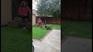 Download lagu A pit bull saves his owner from a leopard attack in their backyard mp3