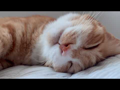 YouTube 썸네일