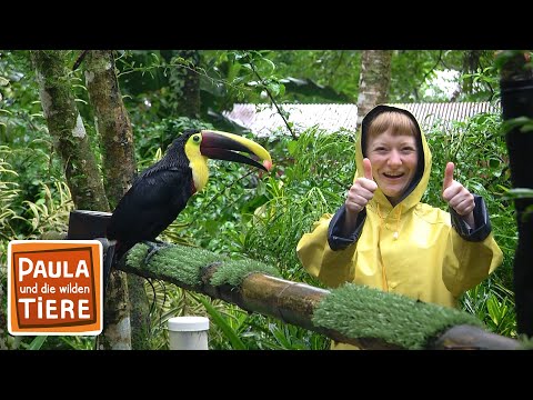 Die bunten Vögel Costa Ricas |  Reportage für Kinder | Paula und die wilden Tiere