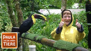 Download lagu Die bunten Vögel Costa Ricas | Reportage für Kinder | Paula und die wilden Tiere mp3