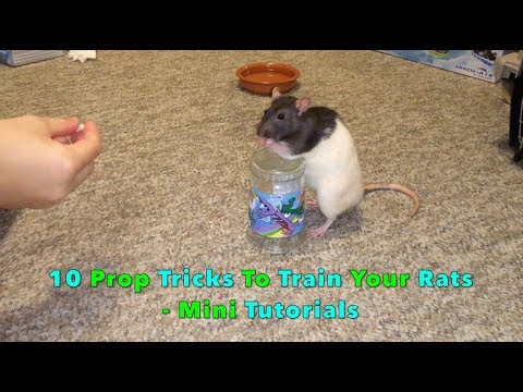 10 Prop-Based Tricks To Train With Your Rat(s) - Mini Tutorials