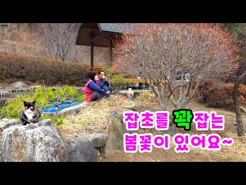 Spring Greens! Memories of My Father