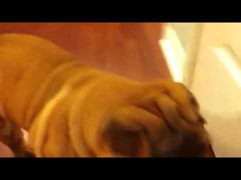 Cutest Wrinkle Dog Ever!!!