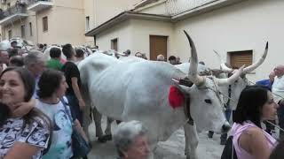 volti-voci-ed-emozioni-della-tirata-del-carro-a-mirabella