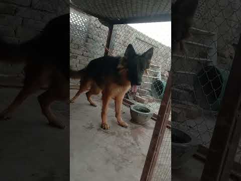 #youtubeshorts #dog #hash #bitch #germanshepherd #female #longcoatgermanshepherd #shorts #viral