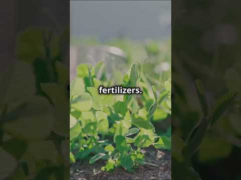 How to use fungi to help your garden