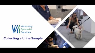 Collecting a urine sample