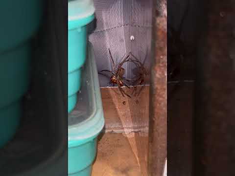 BIG HEALTHY WILD SPIDER Living in my Room !!! 🕷️ #shorts