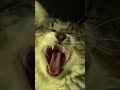 OMG Cat Yawl Like A Shorts