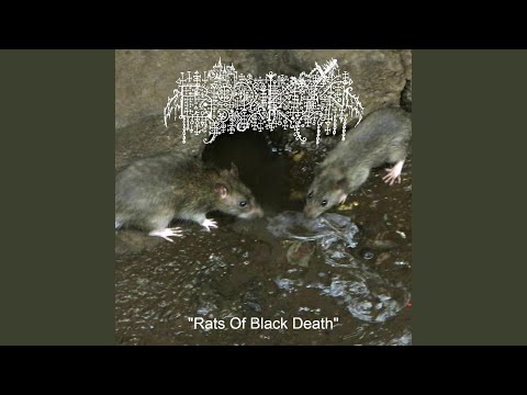 Rats Of Black Death