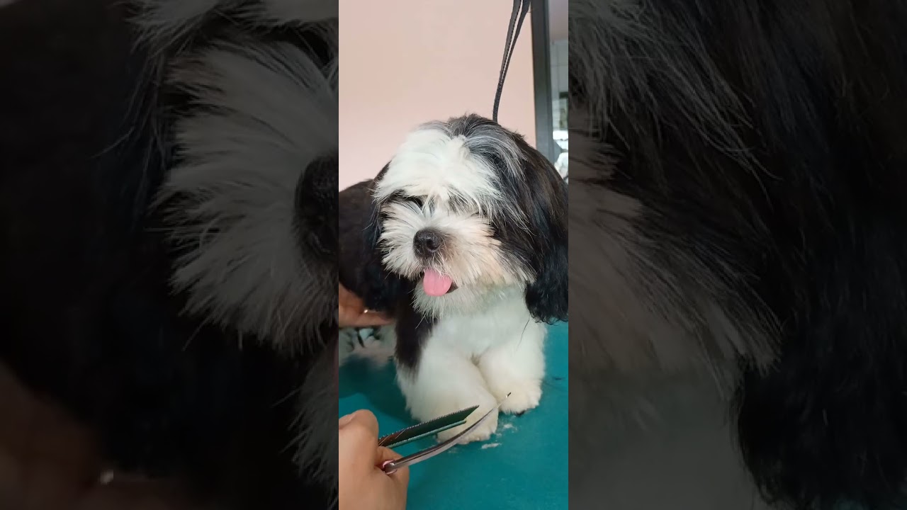 Tosa Bebe em filhote, da certo?