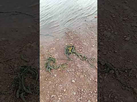 Essa praia artificial construída a partir de uma barragem em Cachoeira Dourada Goiás