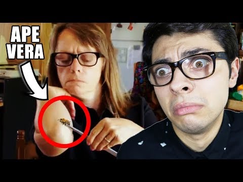 Perché la persona può avere vermi Cicli di sviluppo di un parassita malarico in un corpo umano