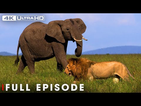 Explore the Clash of the Titans: Ultimate Predator (Full Episode) | Nature Animal Documentary
