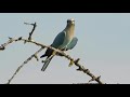 coracias garrulus - birds of Greece