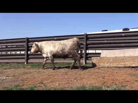 2019 Q4Q  Lot 31  CMC Rebel Rio 804 P