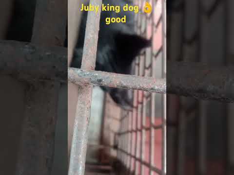 juby king dog 😎👌