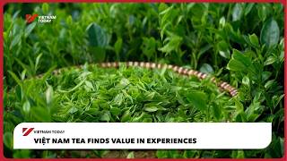 Việt Nam tea finds value in experiences | Vietnam Today