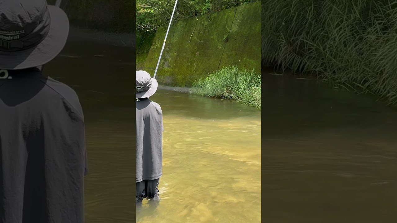 【国魚】初の友釣り #フィッシング #鮎釣り