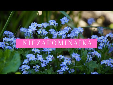 Niezapominajka - uprawa, pielęgnacja zalety