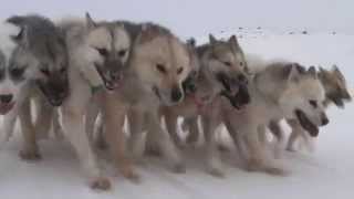 preview picture of video 'Ilulissat Dogs'