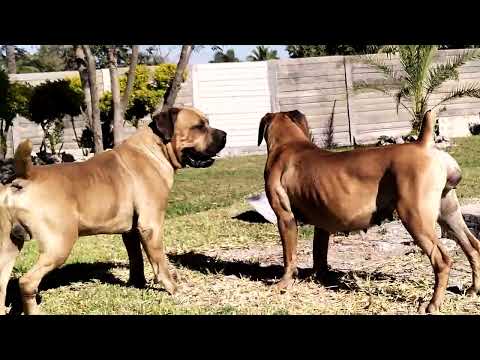 Real Boerboels - Mating Games