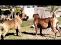 Real Boerboels Mating Games
