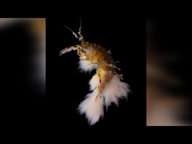 Самые фотогеничные рачки