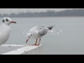 Seagulls Eating Bread On A Quay In Slow Motion