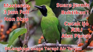 Download lagu 🔥3 JAM FULL MASTERAN CUCAK IJO ALAS PURWO||Dunia Hewan 45 mp3