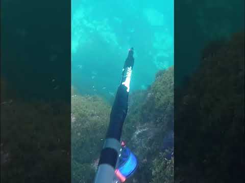 This Speargun is Powerful 💥 @maaspneumaticperfomance