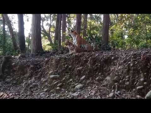 Awesome Corbett Park  (Dhikala) , Pedwali with her 3 Cubs