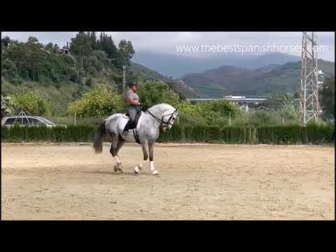 ACER - Super well bred and quality dressage (medium-advanced) PRE stallion for sale with us...