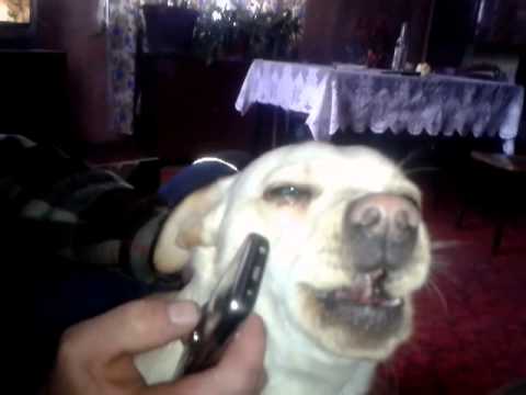 Dizels dzīd latgalyski ))