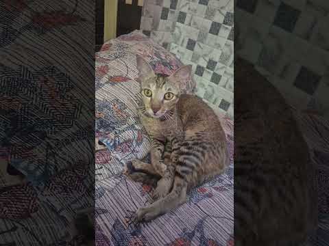 #THE BLACK MAN 🐱 #explore #trendingshorts #viralshorts