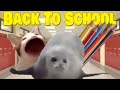 Bouncing Seals Back To School!