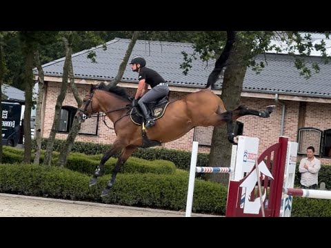 8yo stallion Galb DXB (Cornet Obolensky x Cassini I) jumping training 👌🏻