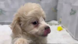 ハーフ犬の動画01