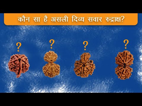 Is 1 Mukhi Savar Rudraksha the most powerful Rudraksha? जानिए सवार जानकारीअद्भुत रुद्राक्ष  के फायदे