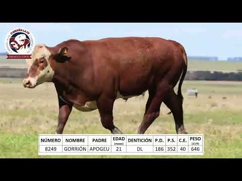 TAT 8249 – CABAÑA LA FE – BRAFORD
