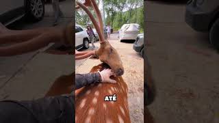 Ei, cervo, posso tocar em você?
