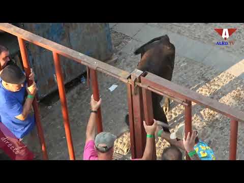 Festejos taurinos en directo en Garrovillas de Alconetar